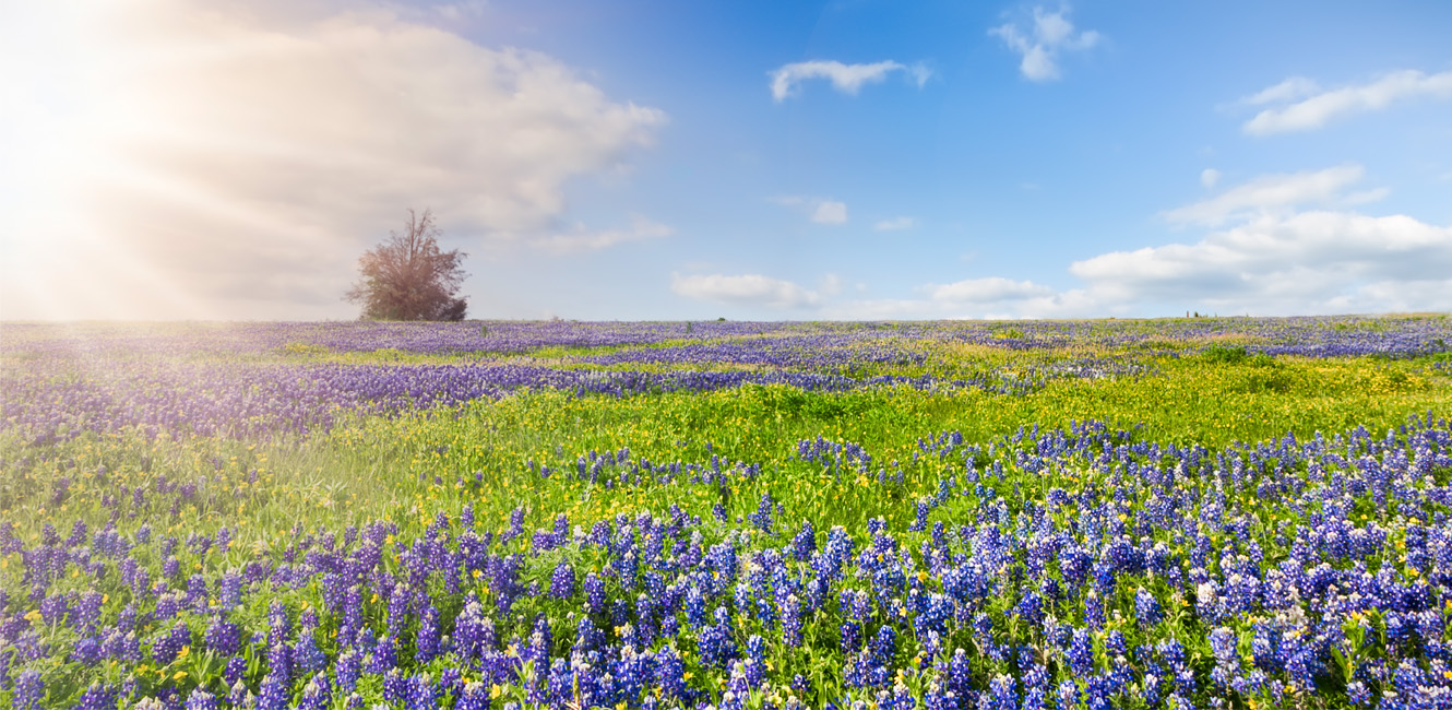 A photograph of a Bluebonnet field that was taken by Beth Sounders just south of Kilgore.